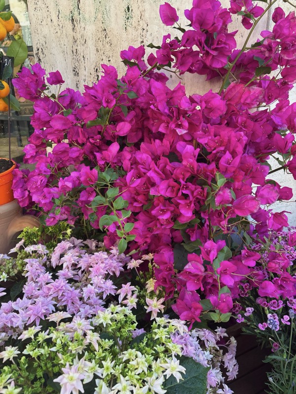 Fleuriste pour bouquet à offrir à Marseille spécial FÊTE DES MÈRES 